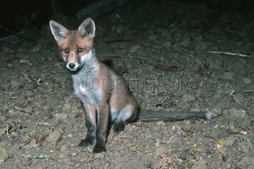 Young Red Fox saß und schaute mit Curiosity UK aus