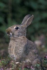 Portrait of European Rabbit sitting and eating France