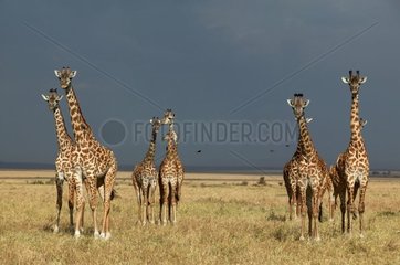Gruppe Giraffes Masaï Réserve von Masaï Mara Kenia
