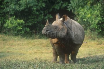 Portrait d'une femelle rhinocéros indien Népal