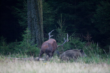 Red Deer (Cervus elaphus) male chasing a wild boar  Ardennes  Belgium