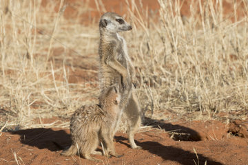 Meerkat or suricate (Suricata suricatta)  adult and young  Kalahari Desert  South African Republic
