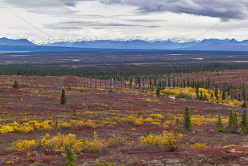 Alaska Range in autumn  north road  Denali Highway: from Paxson to Cantwell  Alaska  USA