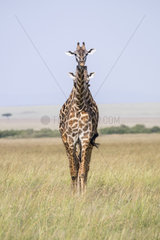 Masai Giraffe (Giraffa camelopardalis tippelskirchi)  couple  Masai-Mara National Reserve  Kenya