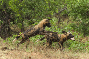 African Wild Dog (Lycaon pictus) stealing prey   South Africa  Kruger national park