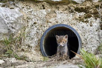 Red fox (Vulpes vulpes) young in a rainwater pipe collector  Doubs  Franche-Comte  France