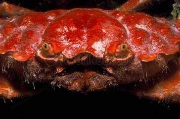 Crabe rouge Grande Barrière de Corail Australie