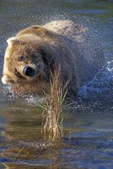 Grizzli s'ébrouant dans l'eau Alaska USA