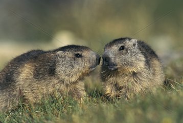 Two young Marmots playing face-to-face Vanoise France
