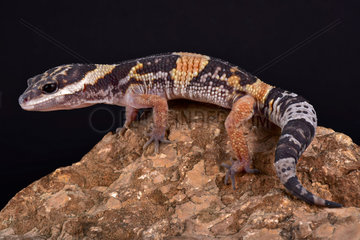 East Indian leopard gecko (Eublepharis hardwickii) on black background