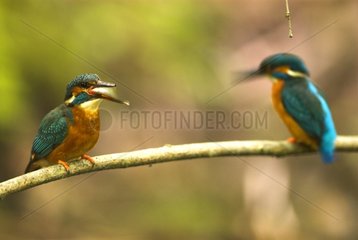 Common Kingfisher couple perched on a branch