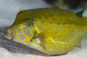 Left side view Yellow Boxfish (Ostracion cubicus)  Tahiti  French Polynesia