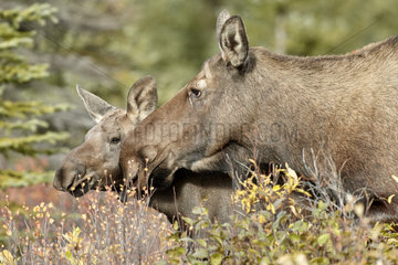 Alaskan Moose (Alces alces gigas) and young in autumn  Denali Highway: from Paxson to Cantwell  Alaska  USA