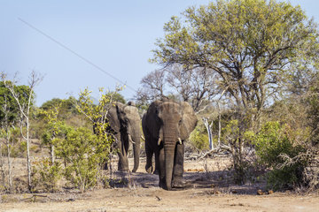 African bush elephants (Loxodonta africana) in Kruger National park  South Africa