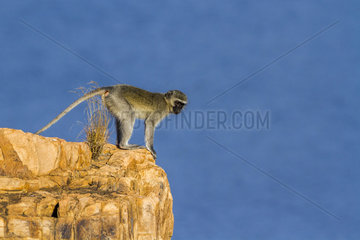 Vervet monkey (Chlorocebus pygerythrus) in Kruger National park  South Africa