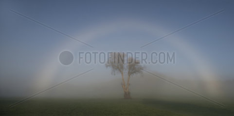 Brocken spectre in a meadow in autumn  Regional Natural Park of Northern Vosges  France