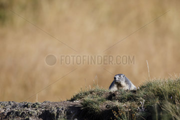 Alpine Marmot (Marmota marmota) to the entrance of its burrow  Alps  France
