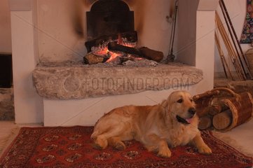 Golden retriever couché devant un feu de cheminée