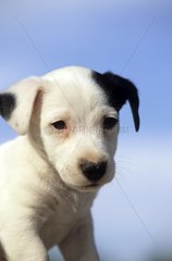 Portrait of a pup Russel Jack