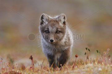 Arctic fox cub walking in the tundra Nunavut Canada