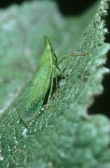 Adult Froghopper on leaf