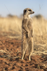 Meerkat or suricate (Suricata suricatta)  adult  sentinel  Kalahari Desert  South African Republic