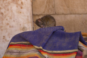 Rats (reincarnated poets  bards and storytellers) at the Temple of Karni Mata (over 600 years)  drink milk offered by pilgrims  Deshnok  Rajasthan  India
