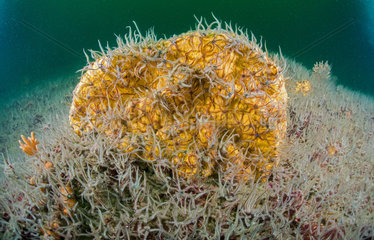Common brittle-star (Ophiothrix fragilis) on a sponge at the bottom  Around the Island of Oleron  Atlantic Ocean  France