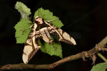 Hawk Moth (Batocnema cocquereli) in forest at night  Andasibe  Perinet  Alaotra-Mangoro Region  Madagascar