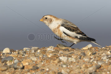 Snow bunting (Plectrophenax nivalis) looking for food amongst pebbles  England