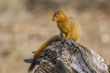 Slender mongoose (Galerella sanguinea) in Kruger National park  South Africa