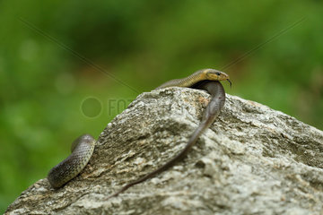 Aesculapian snake (Zamenis longissimus) on a rock  Bulgaria