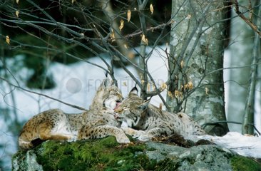 Couple de Lynx d'Europe se câlinant PN Bayerischer Wald