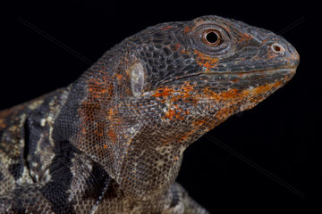 Portrait of Yucatán spiny-tailed iguana (Ctenosaura defensor) on black background