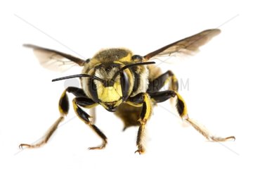 Potter Bee on white background