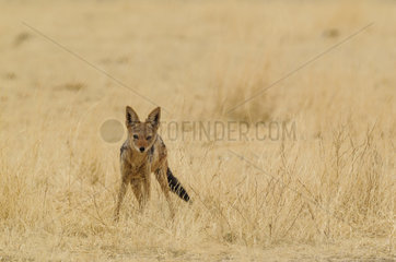 Black-backed Jackal (Canis mesomelas). Kalahari Desert  Kgalagadi Transfrontier Park  South Africa.