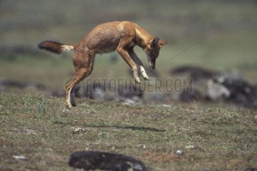 Loup d'Abyssinie chassant un rat-taupe Ethiopie