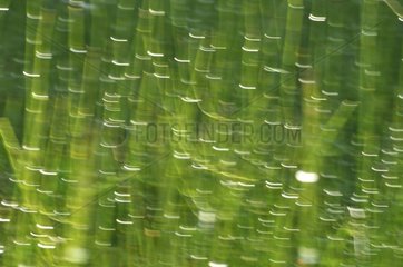 Wassertropfen auf Gras