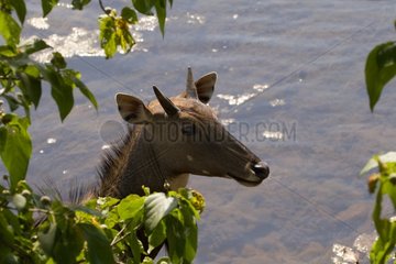 Portrait of an Nilgai male in Bardia NP Nepal