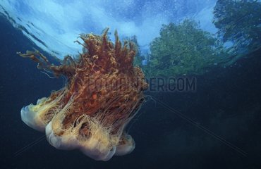 Lion's Mane Jellyfish swimming in open water Pacific Ocean