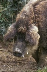 Portrait of a Mangalitsa Curly-hair hog France