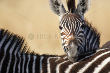 Chapman's zebra (Equus quagga chapmani)  Botswana