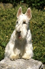 Portrait de Scottish Terrier Allemagne