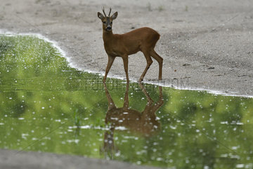 Roe deer (Capreolus capreolus) male in a low arm of the Loire in summer  Loire Valley  Burgundy  France