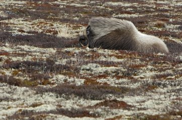 Muskox resting in the tundra Dovrefjell Norway