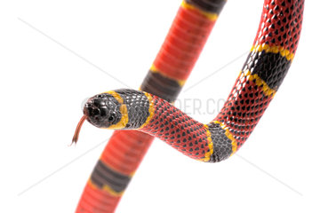 Brown's coral snake (Micrurus browni) on white background.
