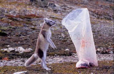 Arctic Fuchs Smeling -Beutel mit Fleischgrönland [at]