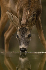 Roe deer (Capreolus capreolus) drinking in a pond. Summer  Huesca  Spain