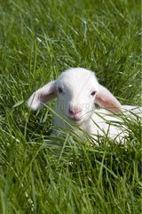 Lamb newborn lying in the grass