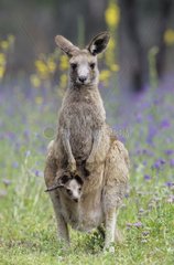 Mère et jeune de Grand Kangourou Gris de l'Est Australie